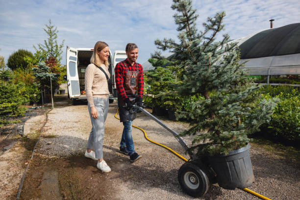 Best Lawn Dethatching  in USA